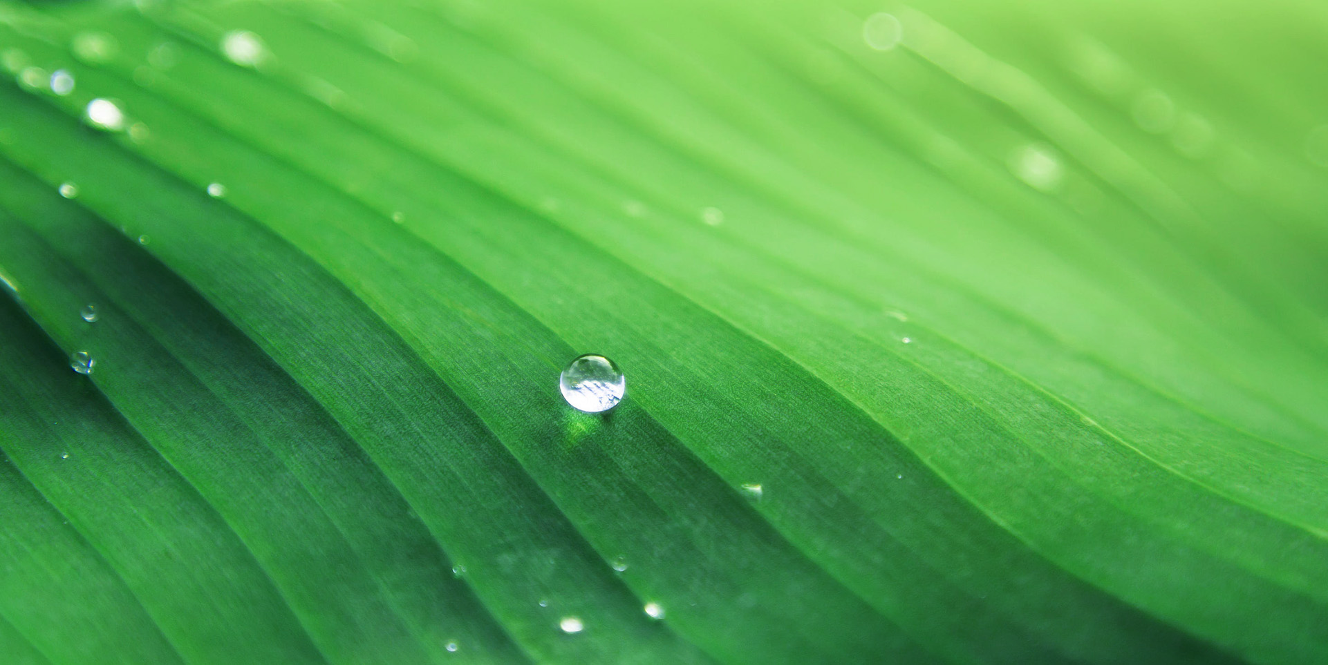 ﻿新乡新罡生物技术有限责任公司