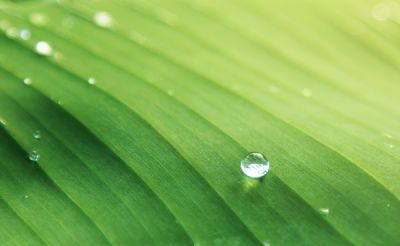新乡新罡生物技术有限责任公司成立于2006年